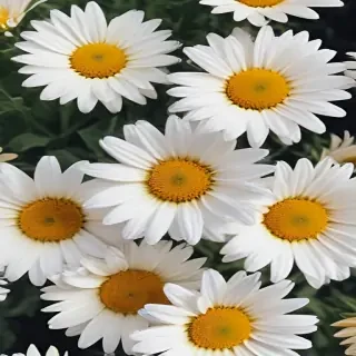 aesthetic daisy wallpaper