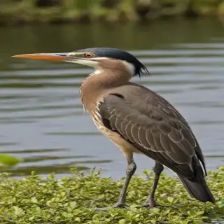 florida birds