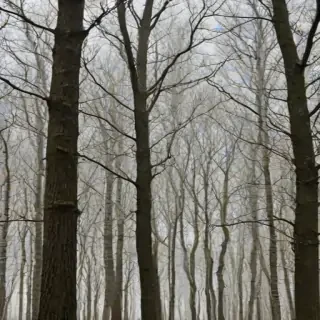 trees transparent