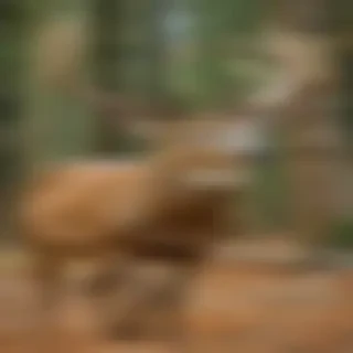 deer hunting screensavers