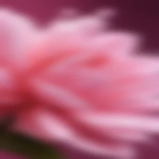 pink iphone wallpaper hd