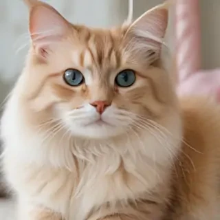 asian semi longhair cat breed