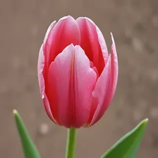 tulip flower