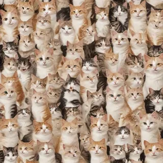 cat images