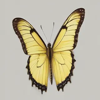 butter fly png