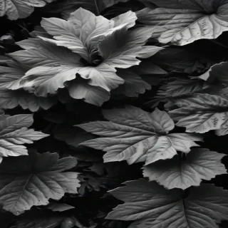 black and white wallpaper iphone