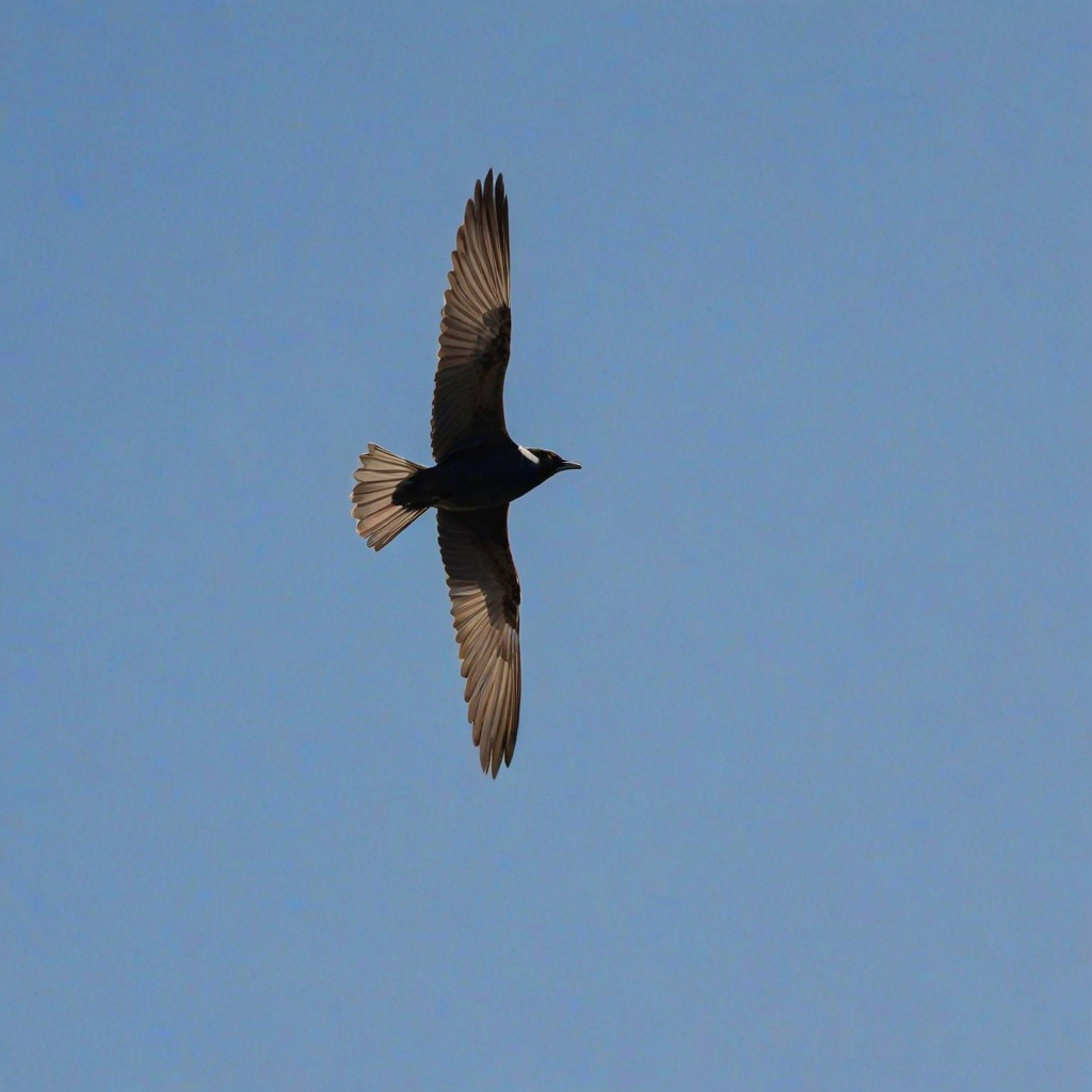 Create an image of a black-headed bird in flight against a clear blue sky, showcasing its long wings and slender body.
