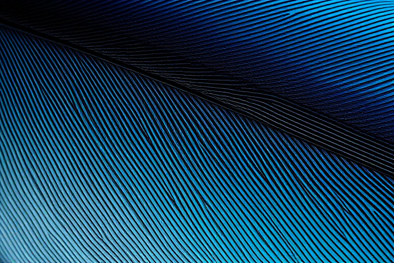 feather background