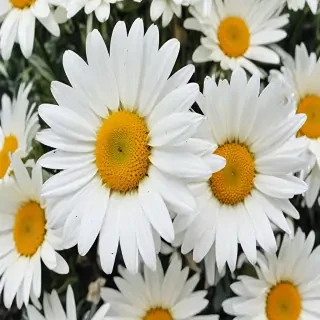 iphone daisy wallpaper