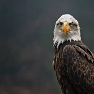 eagle background