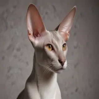 oriental shorthair cat breed