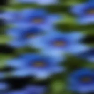 blue flowers transparent background