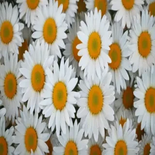 daisy background wallpaper