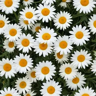daisy background wallpaper