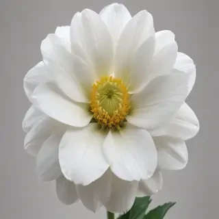 white flower transparent