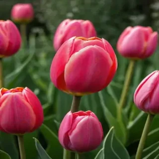 tulip iphone wallpaper