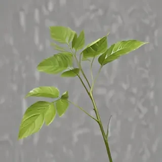 plant transparent