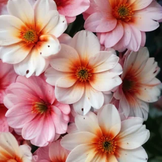 flower background iphone