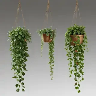 hanging plants png