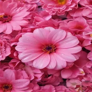 pink flower background