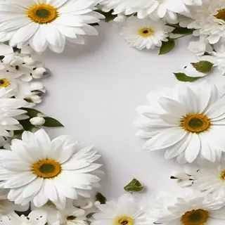 flowers white background