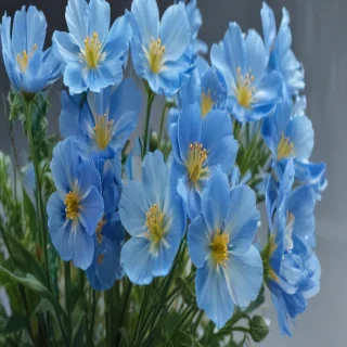 transparent blue flowers
