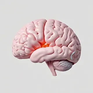 brain png