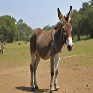 donkey png