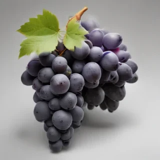 grapes clipart black and white