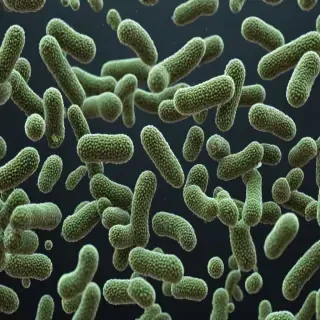 bacteria png