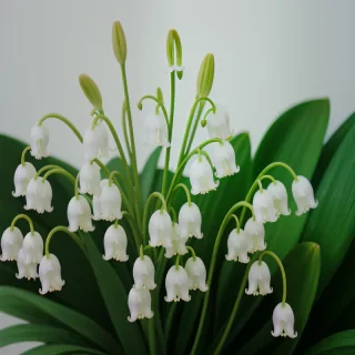 lily of the valley png
