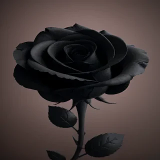 aesthetic black rose wallpaper
