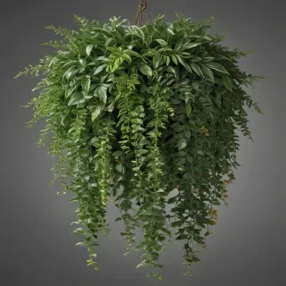 hanging plants png