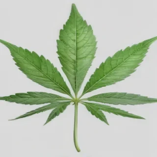 marijuana leaf transparent background