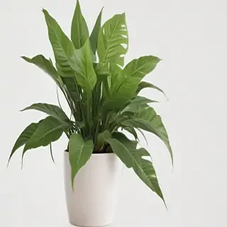 indoor plant png