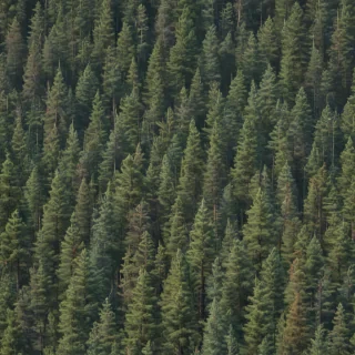 pine trees transparent background