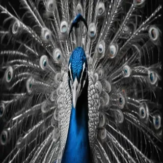 peacock black and white