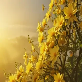 aesthetic yellow bg