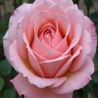 rose outline