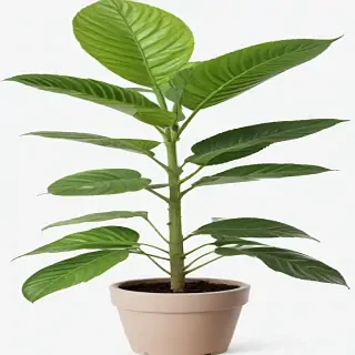 plant no background