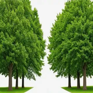 trees no background