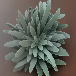 sage png