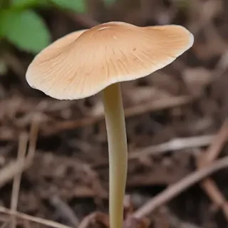thin stemmed mushroom