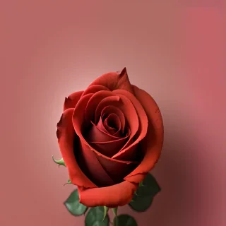 rose background