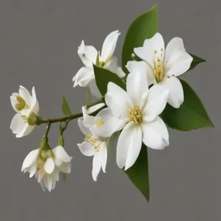 jasmine flower png