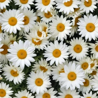 daisy wallpaper iphone