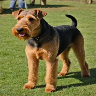 airedale terrier