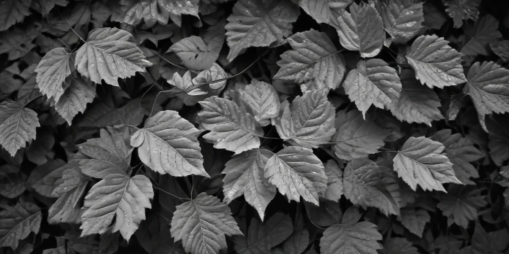 leaves black and white