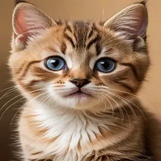 cute cat iphone wallpaper