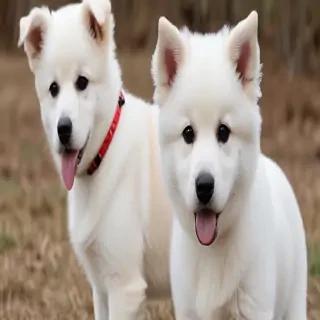 affengriffon dog breed